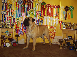 Porthos with his rosettes 