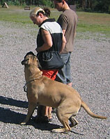 Tauno obedience 2006